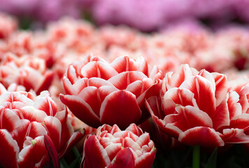 Wall Mural - tulips flowers blooming in the spring