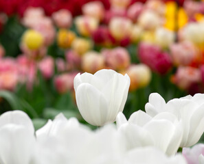 Wall Mural - tulips flowers blooming in the spring