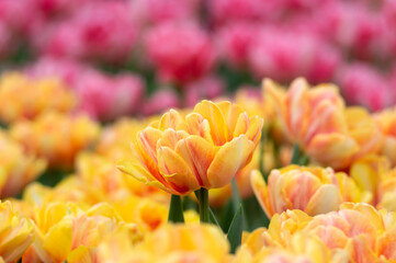 Wall Mural - tulips flowers blooming in the spring
