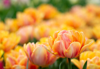 Wall Mural - tulips flowers blooming in the spring