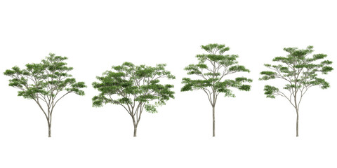 Poster - set of Bauhinia,Bothrocaryum trees on transparent background
