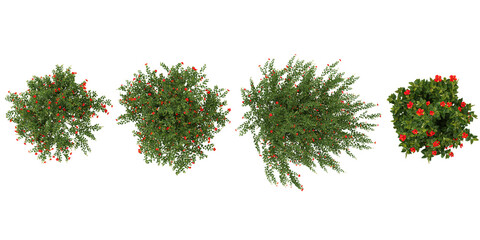 Poster - set of BUCIDA trees on transparent background from the top view