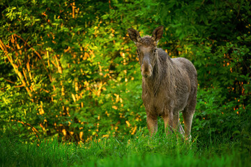Wall Mural - Elk  Moose close up ( Alces alces )