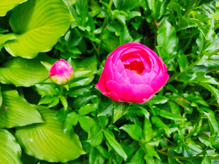 bright pink peony buds, closeup.