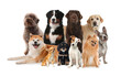 © New Africa - Group of cute dogs on white background