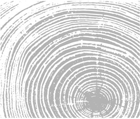 Wall Mural - simple gray vector contour tree rings texture background. closeup of end grain of wood section.