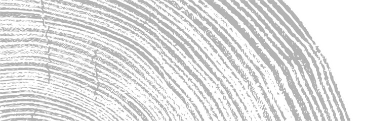 Wall Mural - simple gray vector contour tree rings texture background. closeup of end grain of wood section.