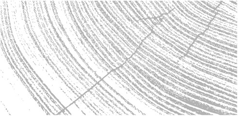 Wall Mural - simple gray vector contour tree rings texture background. closeup of end grain of wood section.