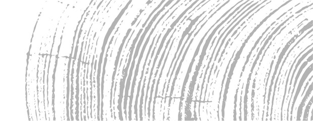 Wall Mural - simple gray vector contour tree rings texture background. closeup of end grain of wood section.