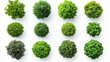 © Yoonnam - Cutout top view set of 3D rendered trees for landscaping design, displayed on a clean white background, ideal for architectural visualization, planning, and outdoor project mockups.