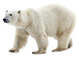 Polar Bear Walking Gracefully in Arctic Wilderness with Emphasis on Its Stunning White Fur