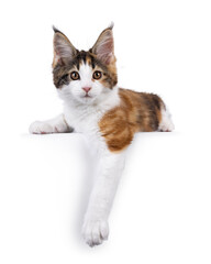 Poster - Adorable tortie Maine Coon cat kitten, laying with front paws hanging down from an edge facing front. Looking towards camera. Isolated on a white background.