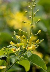 Wall Mural - a plant with yellow flowers and green leaves