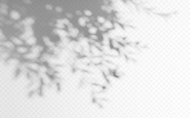 Wall Mural - shadow overlay from a tree branch isolated on a transparent background.