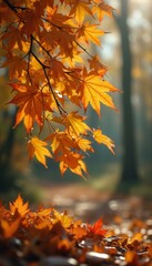 Poster - Golden maple leaves in autumn sunlight create a vibrant seasonal background with blurred forest backdrop.