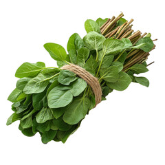 Poster - Bundle of fresh morning glory, also known as water spinach, with long green stalks and vibrant leaves tied together with twine, isolated on transparency background