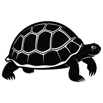 tortoise looking up