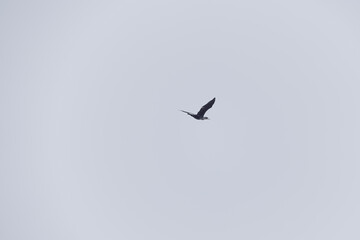 Big black bird flying in the sky with middle length beak, flying to the right, North Rhine-Westphalia, Germany