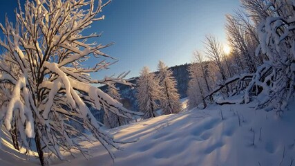 Wall Mural - snowy forest blanketing tranquil winter scenery, golden sunset rays illuminating pristine white land