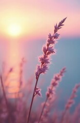 Wall Mural - Close-up of little grass stem against sunset over calm sea. Soft pink and purple pastel tones create beautiful nature background. Sun goes down over horizon. Peaceful scene, ideal nature wallpaper.