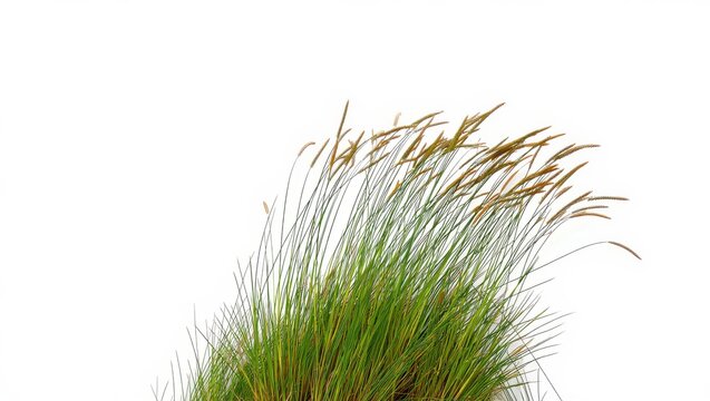 Tuft of Green and Brown Grass on a White Background for Easy Compositing and Design Work