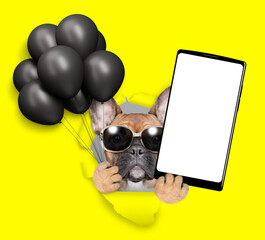 Leinwandbilder - Cool French bulldog puppy wearing sunglasses holding black balloons and big smartphone with white blank screen in it paw and looking through the hole in yellow paper
