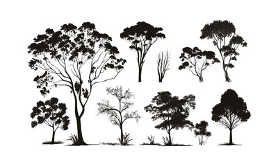 Eucalyptus Tree Spring Rainforest Design Elements, forest silhouette, nature clipart, wild tree, black tree, tree vector, vector illustration, botanical art, eco background.