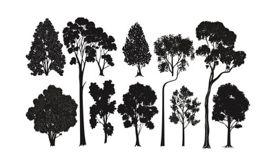 Spring Rainforest Eucalyptus Tree, forest silhouette, nature clipart, wild tree, black tree, tree vector, vector illustration, tropical foliage, green landscape, organic pattern.