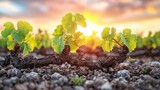 Young grape vines growing in a vineyard during a sunset