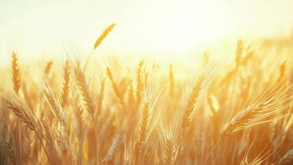 Aufkleber - Golden wheat field under a warm sunset sky