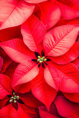 Poster - Bright red poinsettias create a festive atmosphere during the holiday season in a decorative arrangement