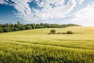 Poster - Lush green wheat field glows under a dynamic sky filled with clouds.