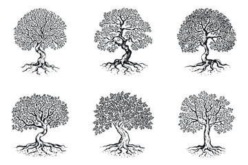 Poster - Set of Six Hand Drawn Trees with Roots and Branches in Black and White Isolated on a White Background for Graphic Design
