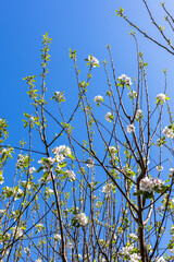 Wall Mural - tree branches with cherry blossoming and blue sky