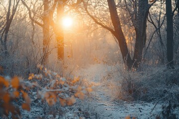 Aufkleber - Winter sunlight filters through snowy trees in a serene forest setting, creating a tranquil atmosphere at dawn
