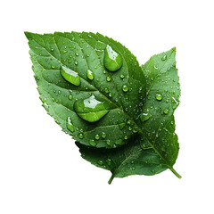 Poster - Close up of a vibrant green leaf covered in delicate water filled droplets showcasing the natural beauty and tranquility of the natural world