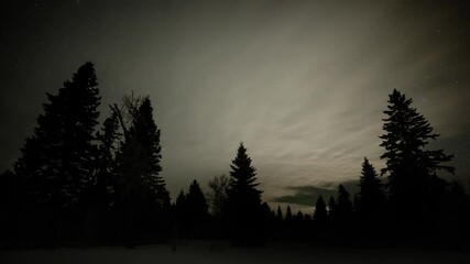 Wall Mural - Timelapse of nighttime moon lit clouds moving above a silhouette forest of evergreen trees
