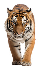 Wall Mural - png tiger walking in to a camera tiger background animal.
