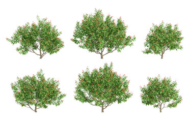 Wall Mural - set of 3d plants jatropha integerrima in different view on transparent background, png illustration