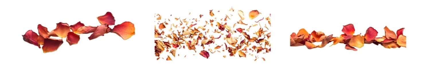 Poster - set of Rose petals scattered on a white background.