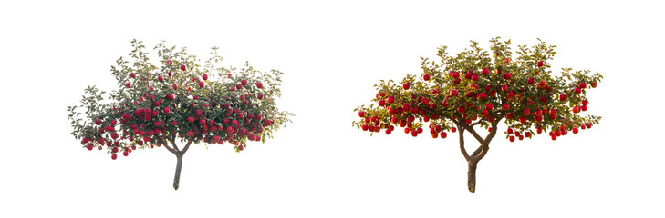 Poster - Two trees laden with fruit against a white background.