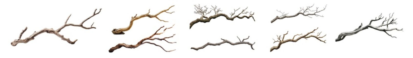 Fototapete - set of Abstract design of interwoven tree branches isolated on transparent background