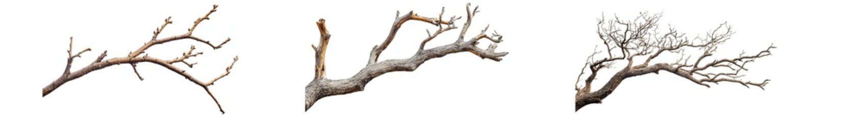Fototapete - set of Detailed close-up images of various tree branches. isolated on transparent background