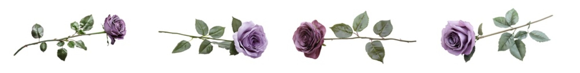 Poster - set of Lavender roses and leaves arranged on stems. isolated on transparent background