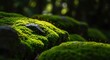 © AnilaStudio - 緑の苔むした岩のクローズアップ、自然の背景素材