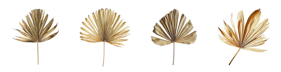 Fototapete - set of Dried palm leaves isolated on transparent background