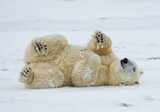 Polar bear lying on its back in the snow covered arctic landscape