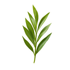 Poster - Fresh green leaf with elongated shape and smooth texture, perfect for nature themed designs or backgrounds. This vibrant foliage adds touch of natural beauty to any project