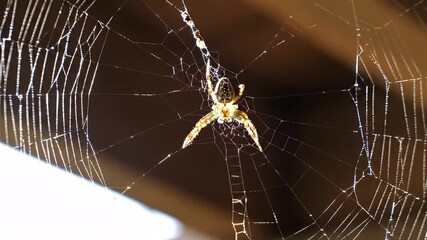 Close-up: Spider on Intricate Web Shimmering in Sunlight