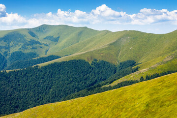 Wall Mural - green slopes of borzhava ridge in summer. scenic landscape of carpathian mountains on a sunny day